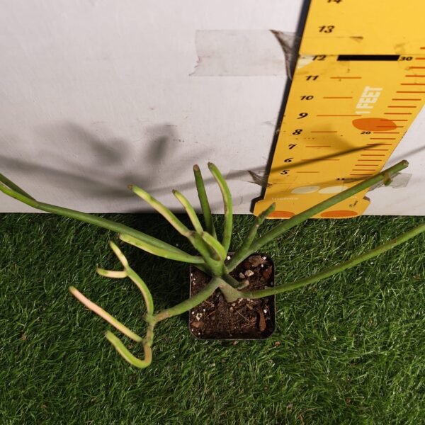 Euphorbia Tirucalli/ Fire Stick (Sticks on Fire/Red Pencil Cactus) Plant - Image 25