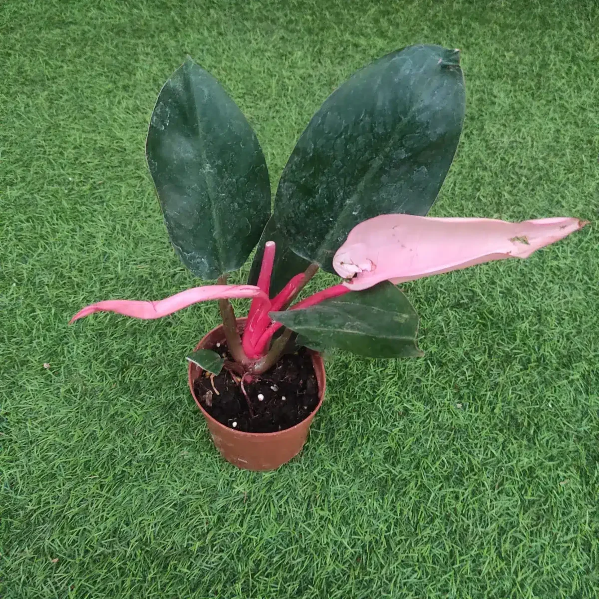 Philodendron Congo Pink - PlantsHub