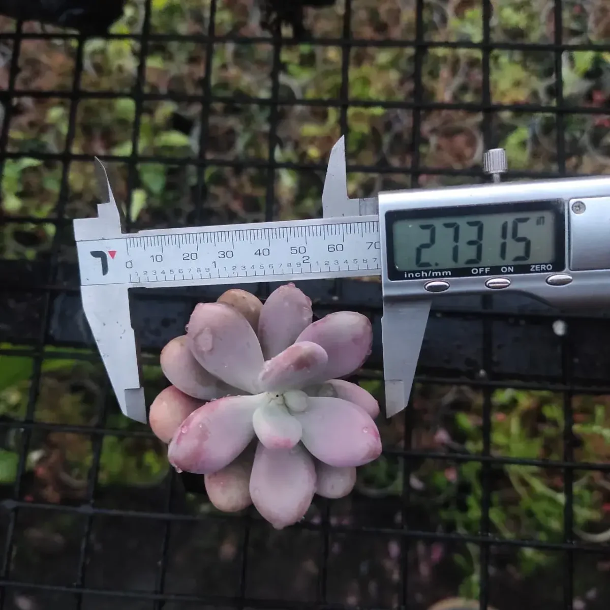 Pachyphytum Oviferum Moonstones (Pink) - Image 3