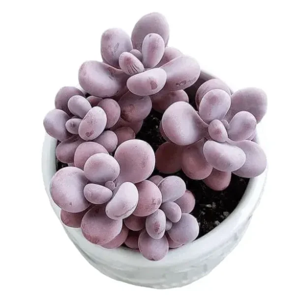 Pachyphytum Oviferum Moonstones (Pink) - Image 2