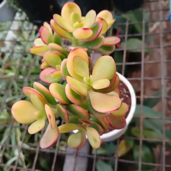 Kuberaksha 'Crosby's Compact' (Crassula ovata dwarf Jade) - Image 10