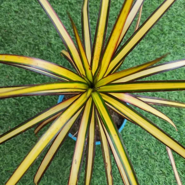 Dracaena Marginata Sunray - Image 5