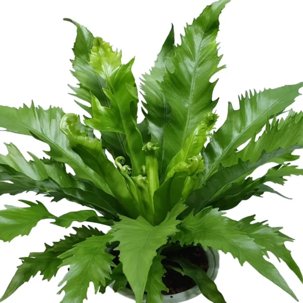 Asplenium 'Venus' Birdnest Fern - Image 2