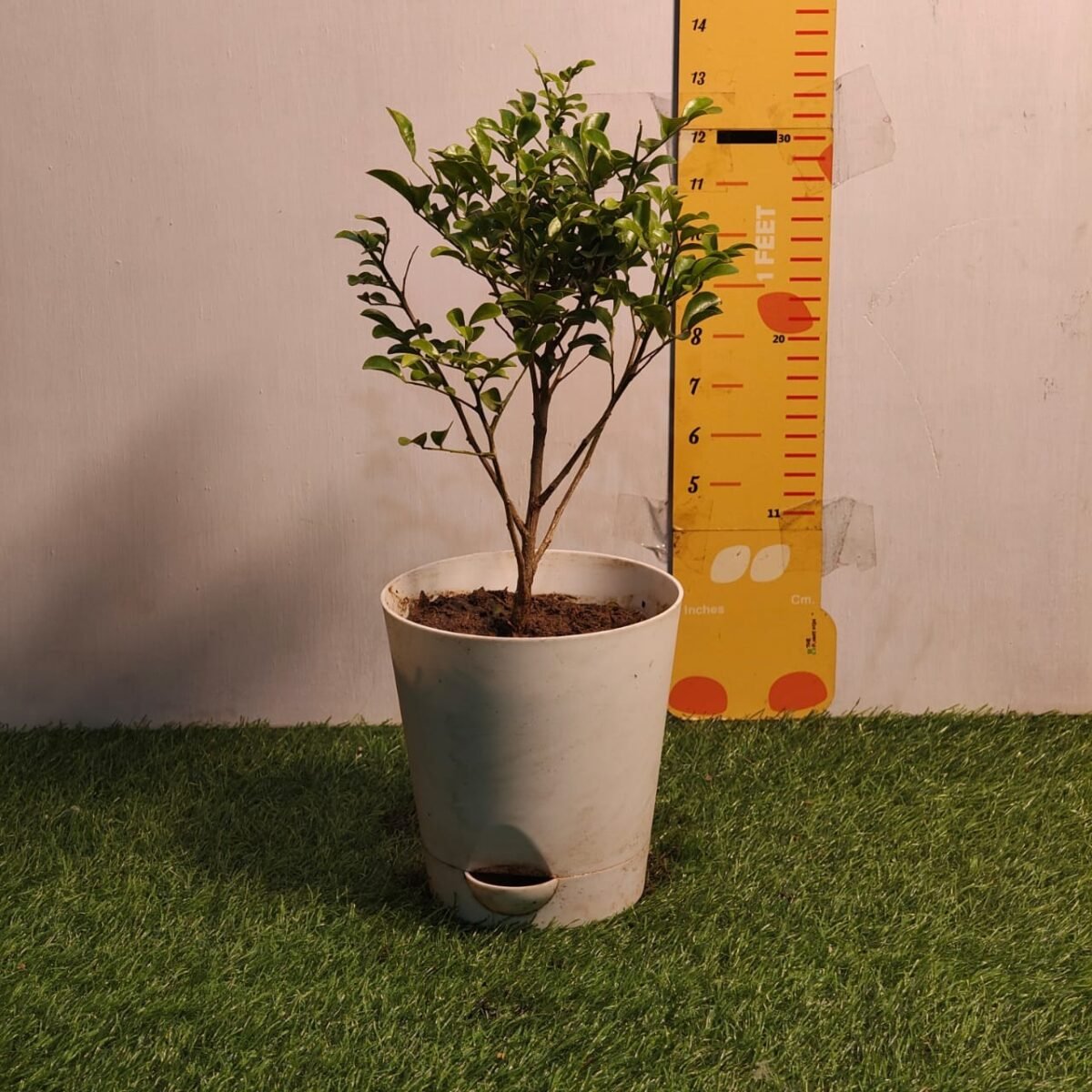 Dwarf Madhu kamini (Murraya Paniculata) Thai Variety - Flowering/Ornamental Live Plant - Image 5