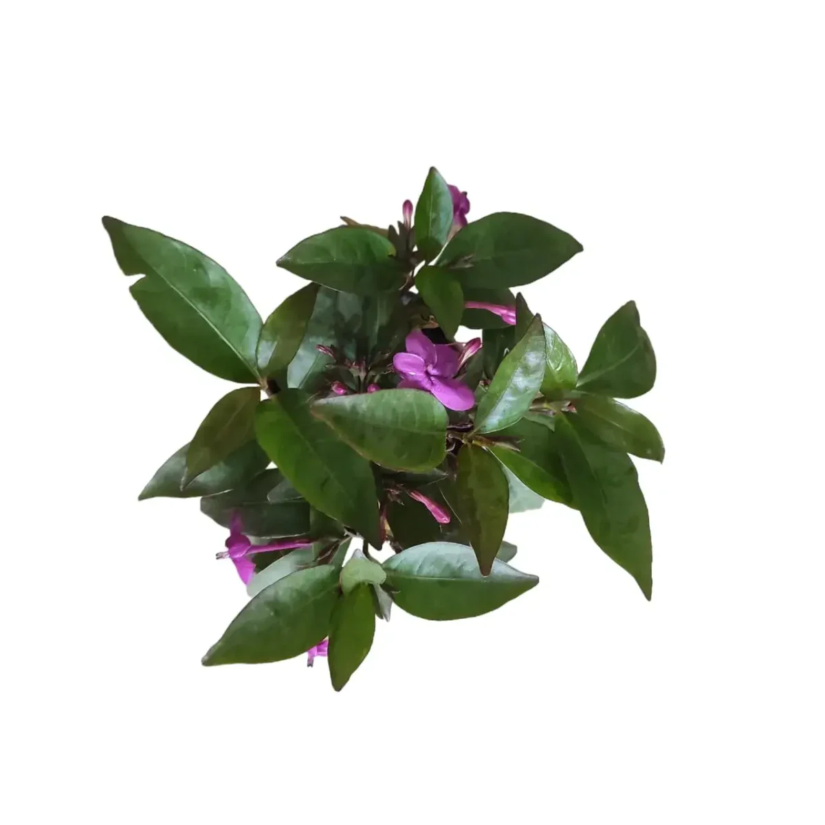 Nil tagar/Jasmine Plant - Image 3