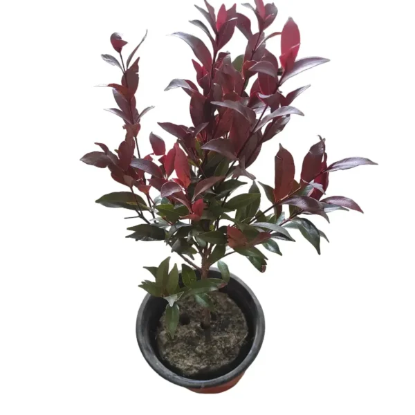 Syzygium Campanulatum Chocolate (Eugenia) - Ficus Christina Plant - Image 2