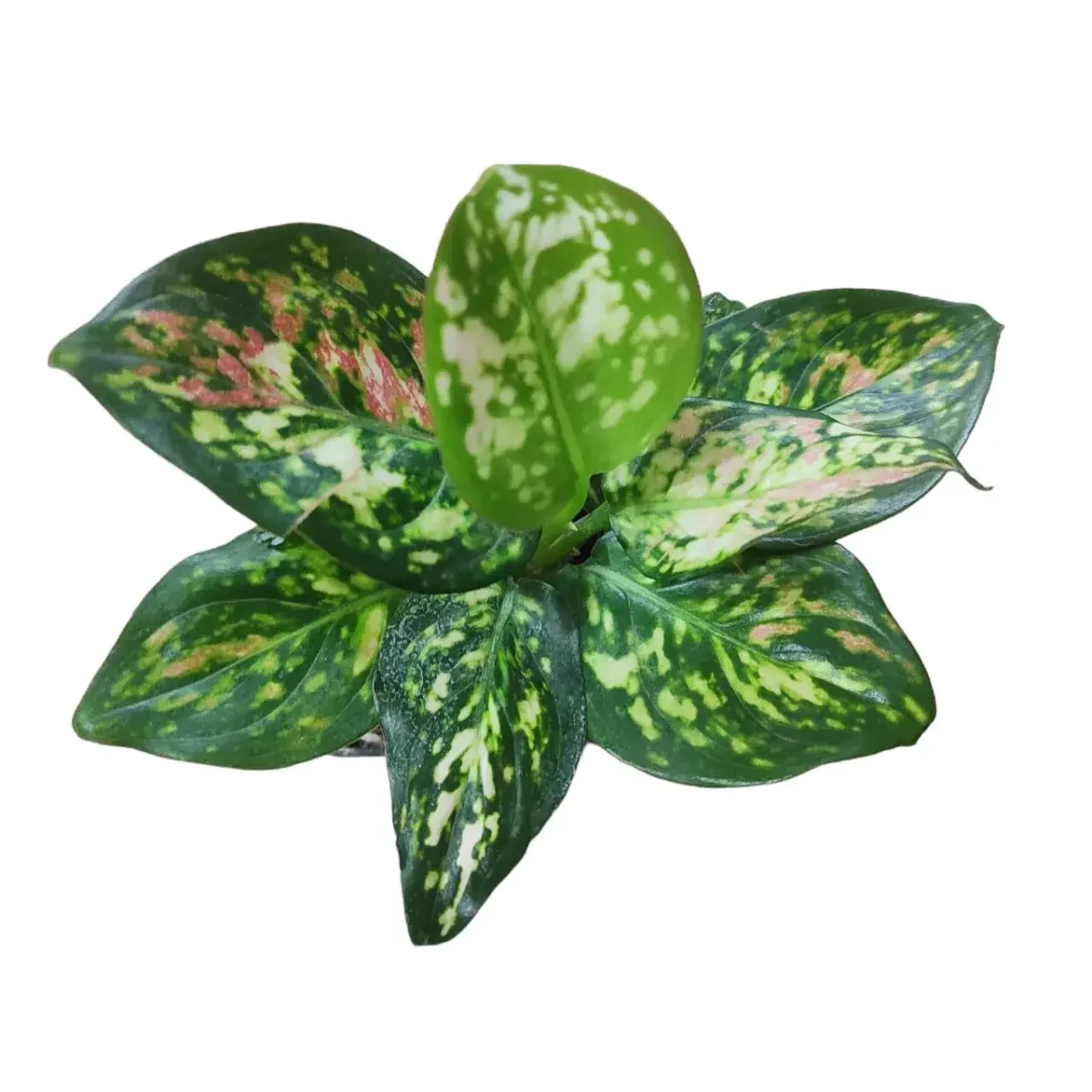 Aglaonema Anyamanee Tricolour - Image 4