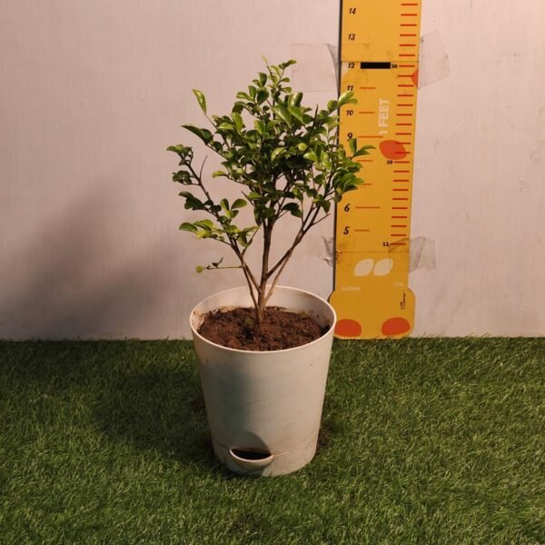 Dwarf Madhu kamini (Murraya Paniculata) Thai Variety - Flowering/Ornamental Live Plant - Image 4