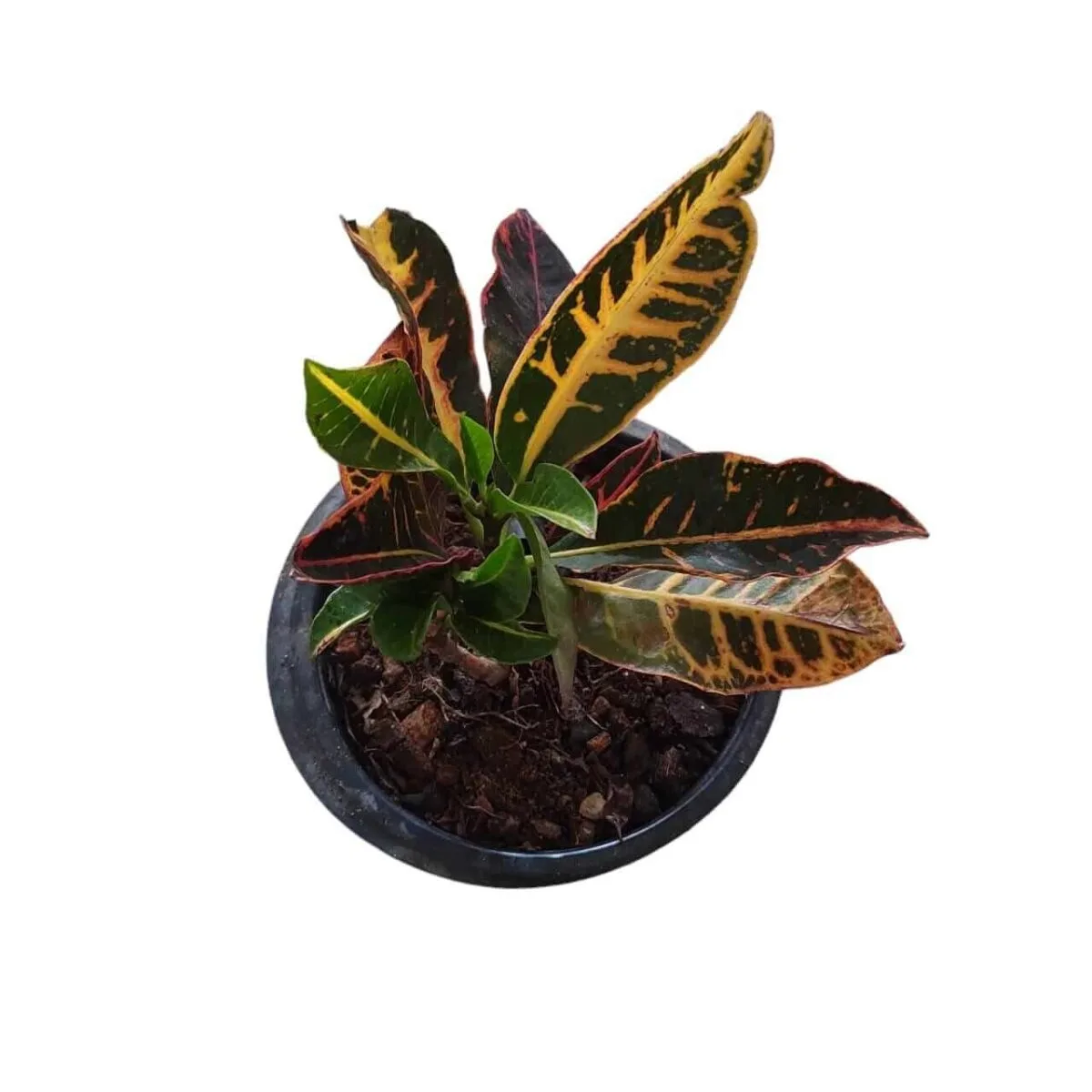 Croton (Codiaeum) variegatum Petra - Image 2