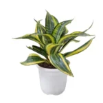 Sansevieria Crooked (Twisted Sister) Plants