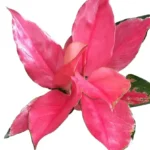 Aglaonema China Red (Pink Suksom) Live Plants