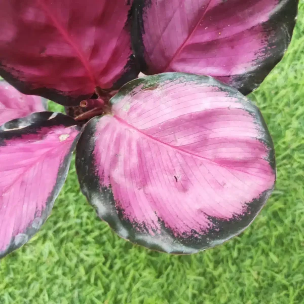 Calathea Picturata Crimson - Image 5