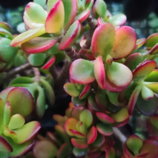 Kuberaksha 'Crosby's Compact' (Crassula ovata dwarf Jade) - Image 12