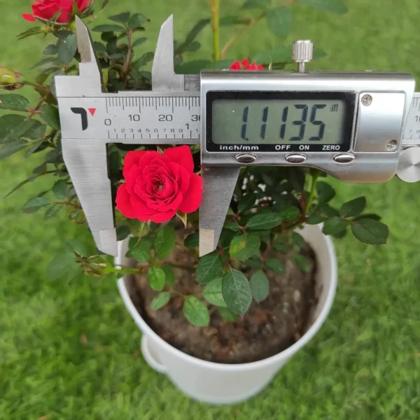 Rose Miniature 'Red' - Image 3