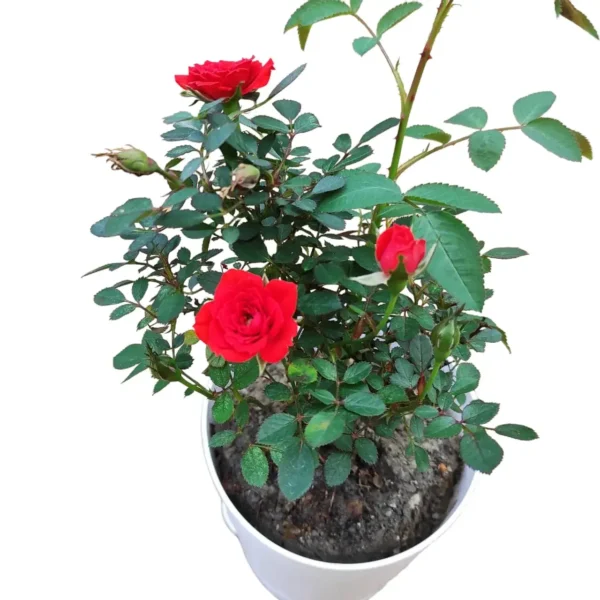 Rose Miniature 'Red' - Image 2