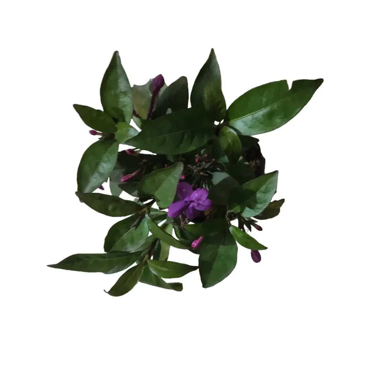 Nil tagar/Jasmine Plant - Image 7