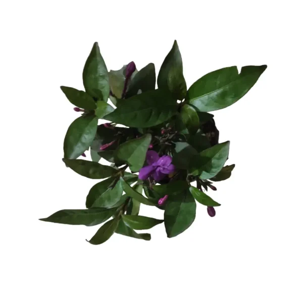 Nil tagar/Jasmine Plant - Image 7