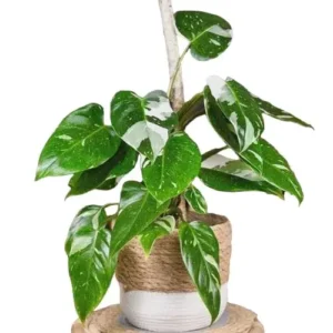Philodendron White Princes