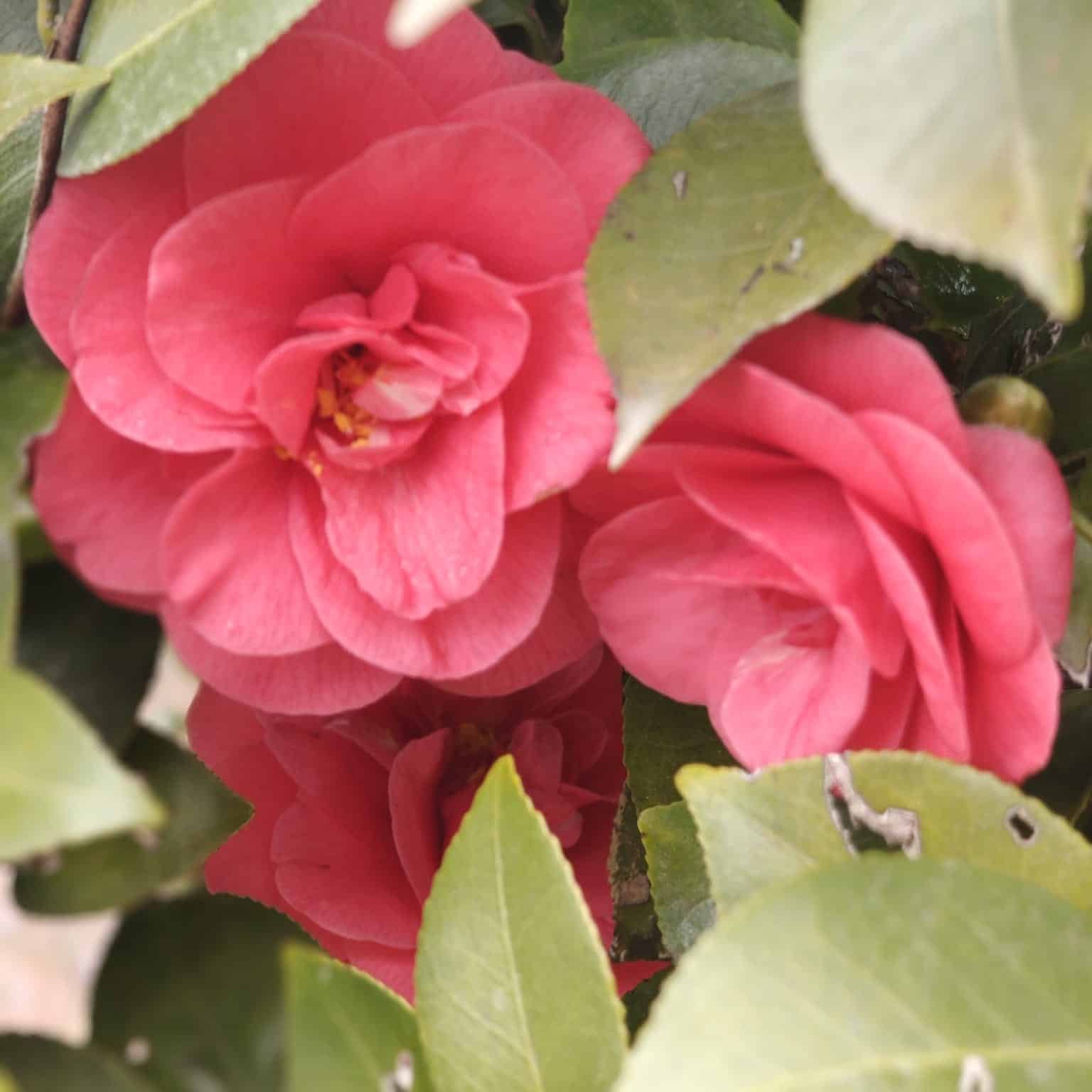 2d77c790-635a-496d-9aa5-bd9fc29fe9a1 Camellia Japonica 'Pink'- Stunning Flowering Shrub with Pink Blooms - Image 1