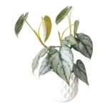 Philodendron Brandtianum (Silver Leaf)