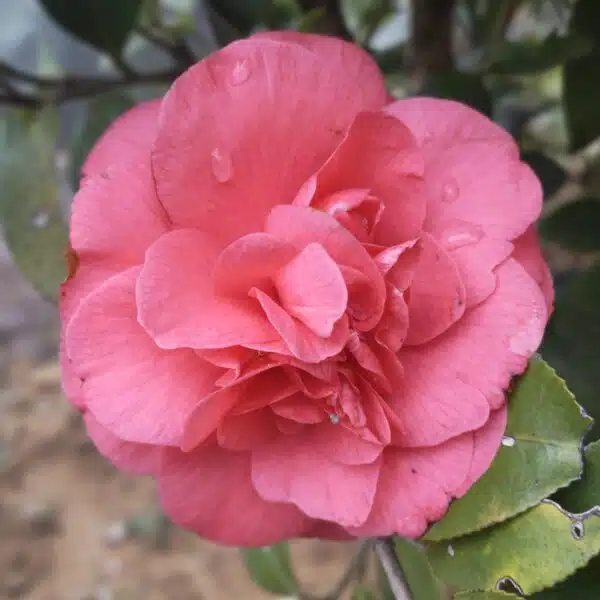 Camellia Japonica 'Pink'- Stunning Flowering Shrub with Pink Blooms - Image 10