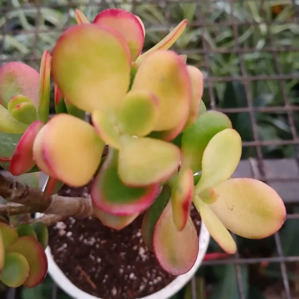 Kuberaksha 'Crosby's Compact' (Crassula ovata dwarf Jade) - Image 7