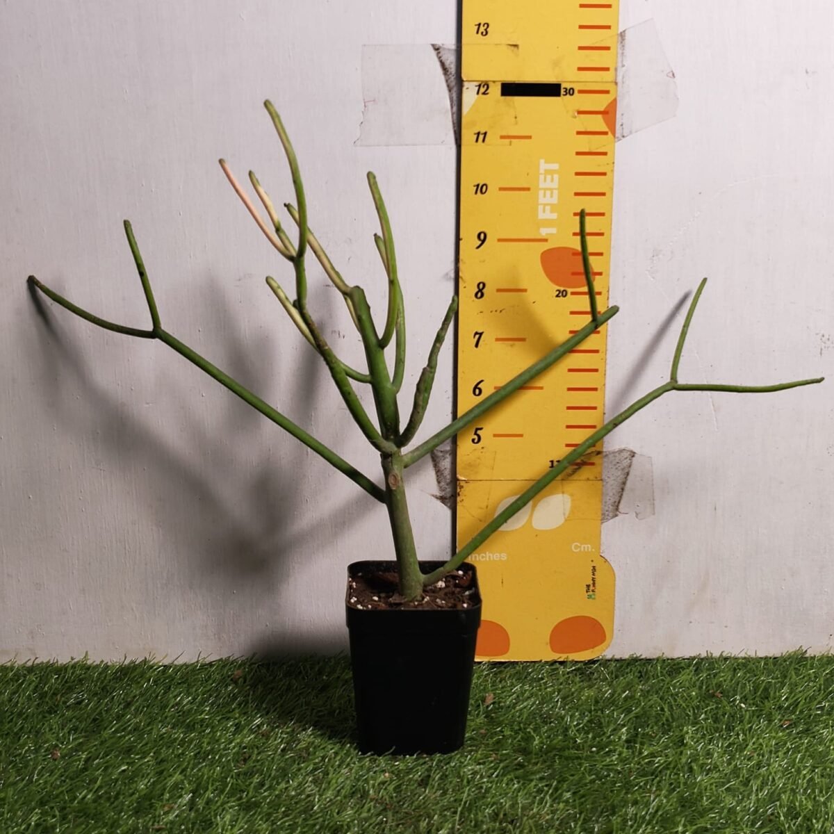 Euphorbia Tirucalli/ Fire Stick (Sticks on Fire/Red Pencil Cactus) Plant - Image 17
