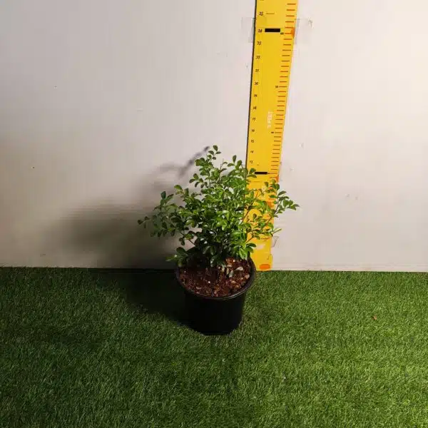 Dwarf Madhu kamini (Murraya Paniculata) Thai Variety - Flowering/Ornamental Live Plant - Image 13