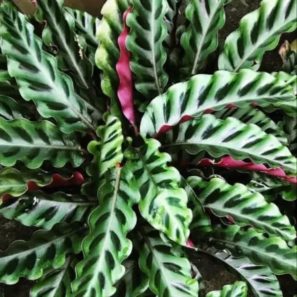 Calathea (Goeppertia) gandersii - Image 2