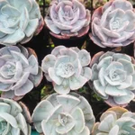 Echeveria lilacina – White Ghost