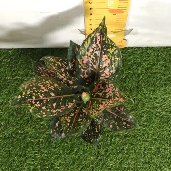 Aglaonema Pink Dalmatian - Image 2