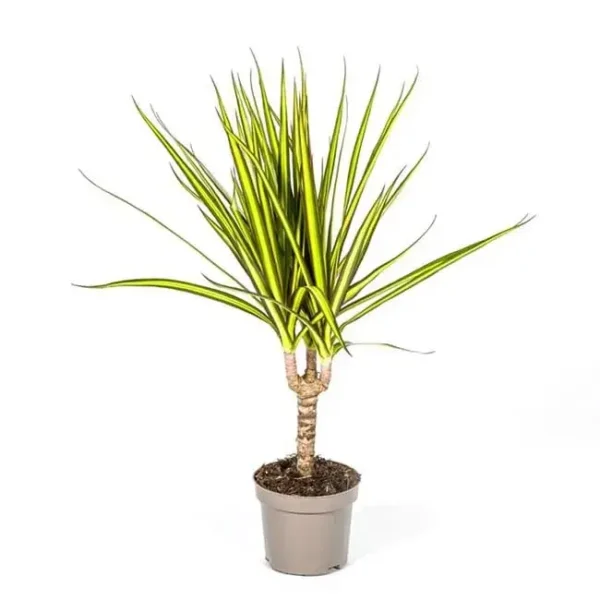 Dracaena Marginata Sunray - Image 8