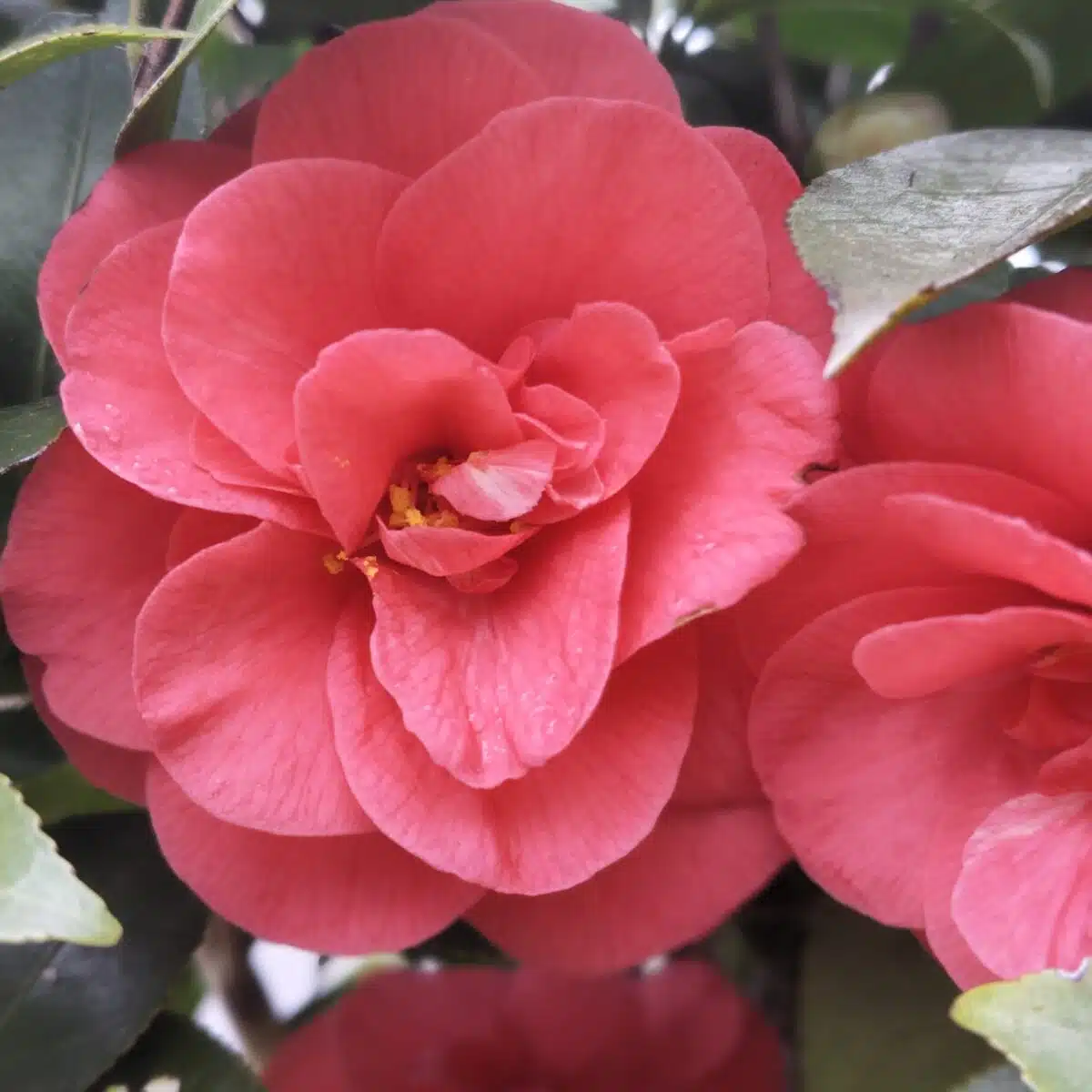 Camellia Japonica 'Pink'- Stunning Flowering Shrub with Pink Blooms - Image 3