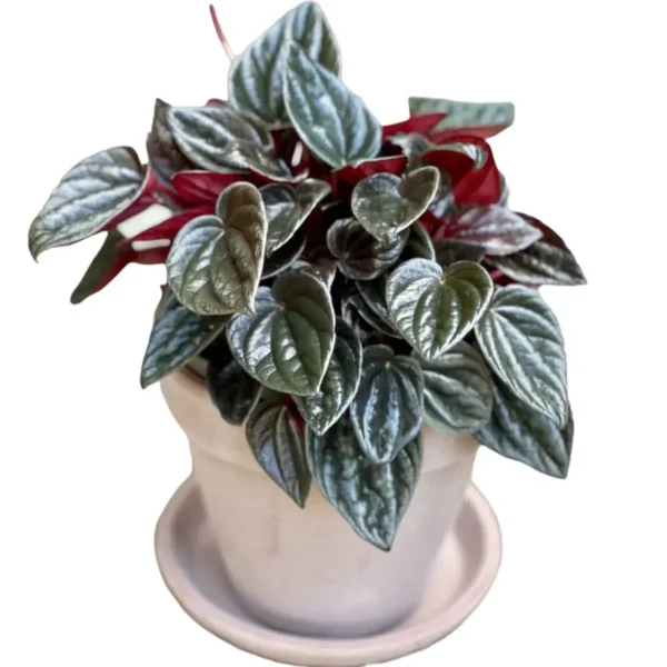 Peperomia Brasilia - Image 3