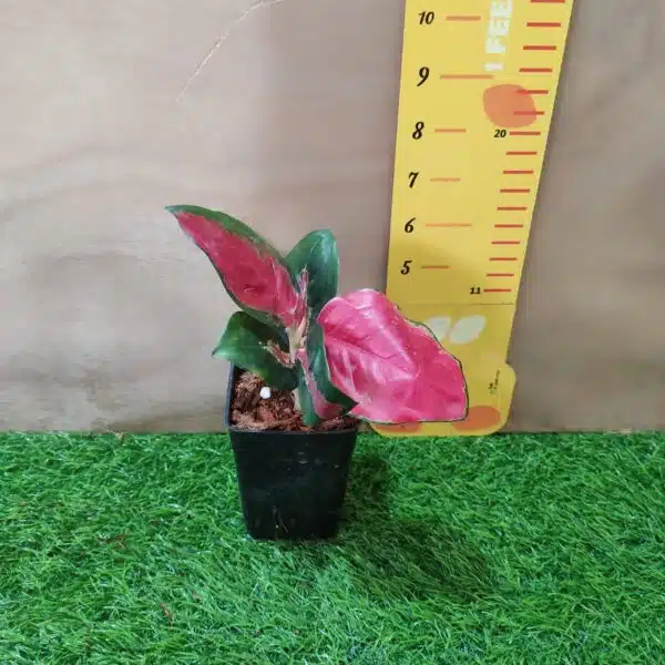 Aglaonema Thailand Red (Super Red) Live Plants - Image 6
