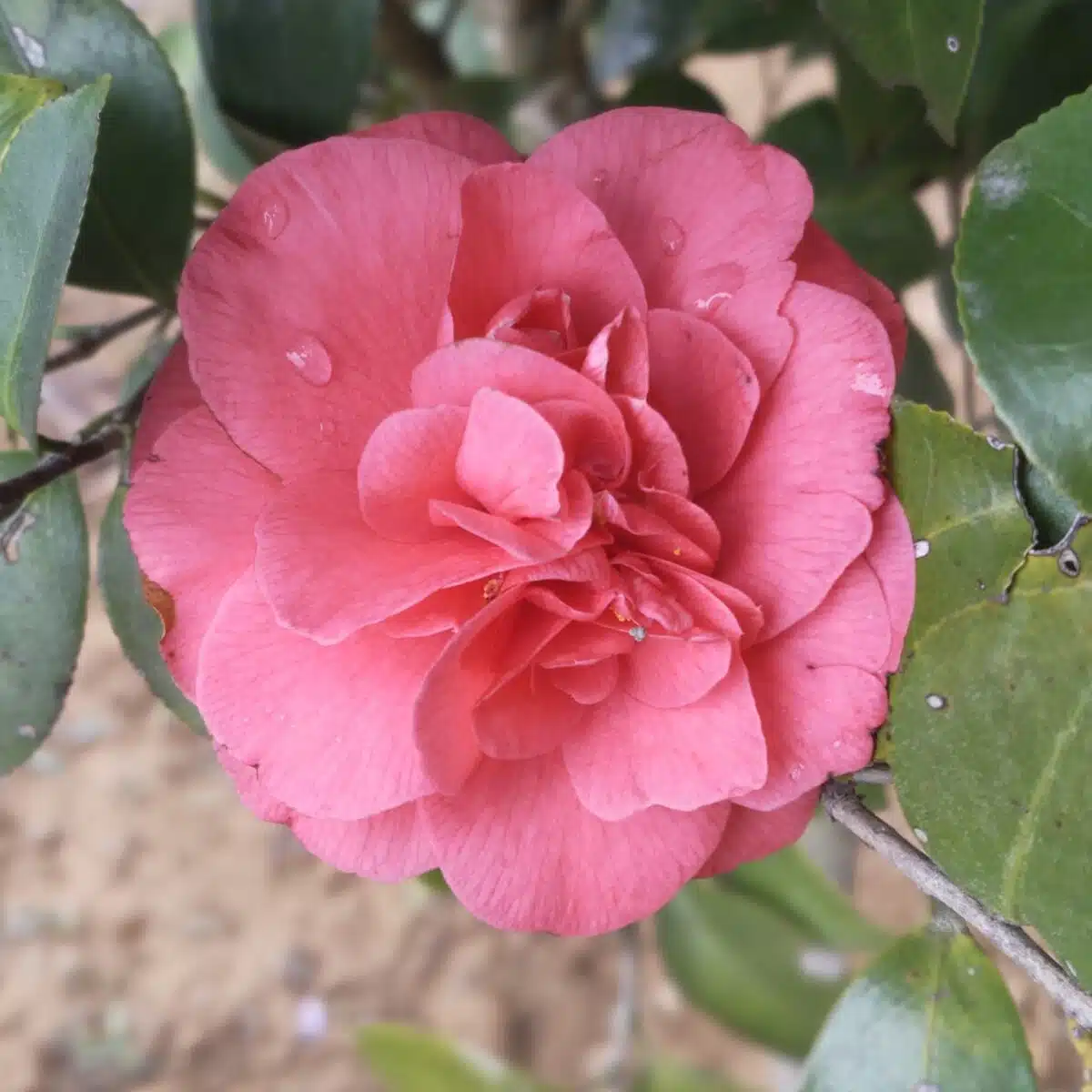 Camellia Japonica 'Pink'- Stunning Flowering Shrub with Pink Blooms - Image 9