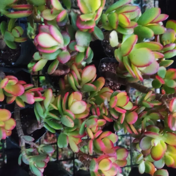 Kuberaksha 'Crosby's Compact' (Crassula ovata dwarf Jade) - Image 11