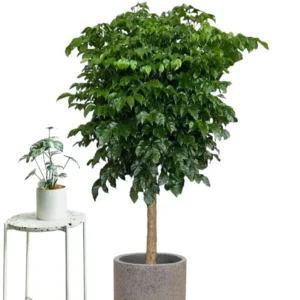 Radermachera sinica – china doll – serpent tree – emerald tree,
