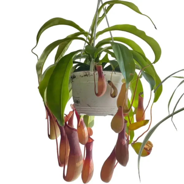 Pitcher Plants-Monkey Cups-Nepenthes - Image 7
