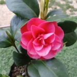 Camellia Japonica 'Pink'- Stunning Flowering Shrub with Pink Blooms