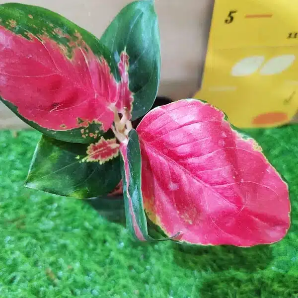 Aglaonema Thailand Red (Super Red) Live Plants - Image 2
