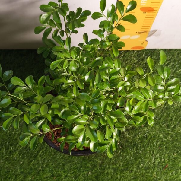Dwarf Madhu kamini (Murraya Paniculata) Thai Variety - Flowering/Ornamental Live Plant - Image 10