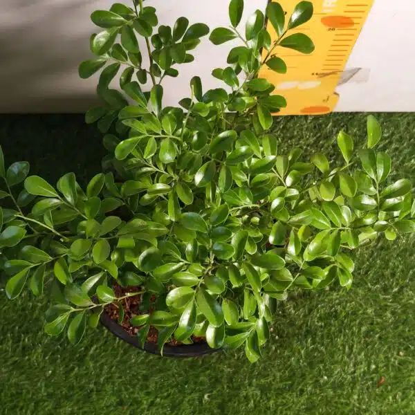 Dwarf Madhu kamini (Murraya Paniculata) Thai Variety - Flowering/Ornamental Live Plant - Image 10