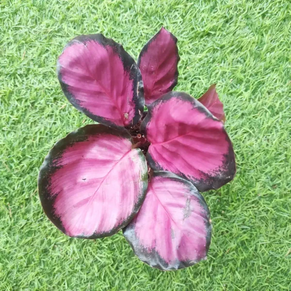 Calathea Picturata Crimson - Image 2