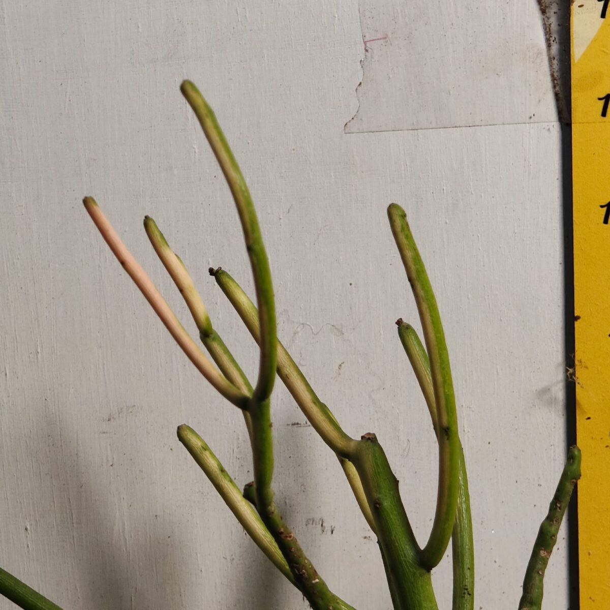 Euphorbia Tirucalli/ Fire Stick (Sticks on Fire/Red Pencil Cactus) Plant - Image 19
