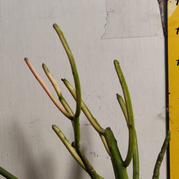 Euphorbia Tirucalli/ Fire Stick (Sticks on Fire/Red Pencil Cactus) Plant - Image 19