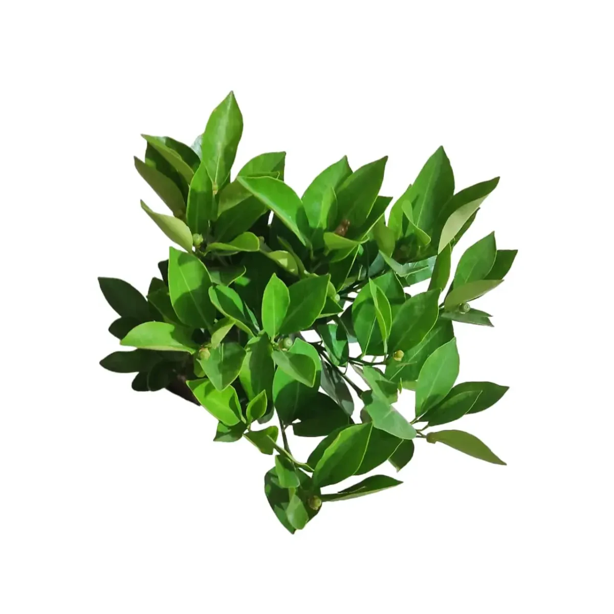 Nil tagar/Jasmine Plant - Image 5