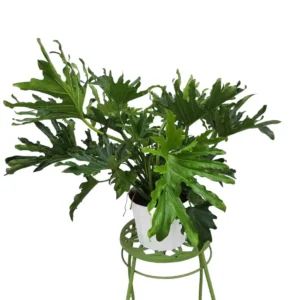Philodendron Lickety Split