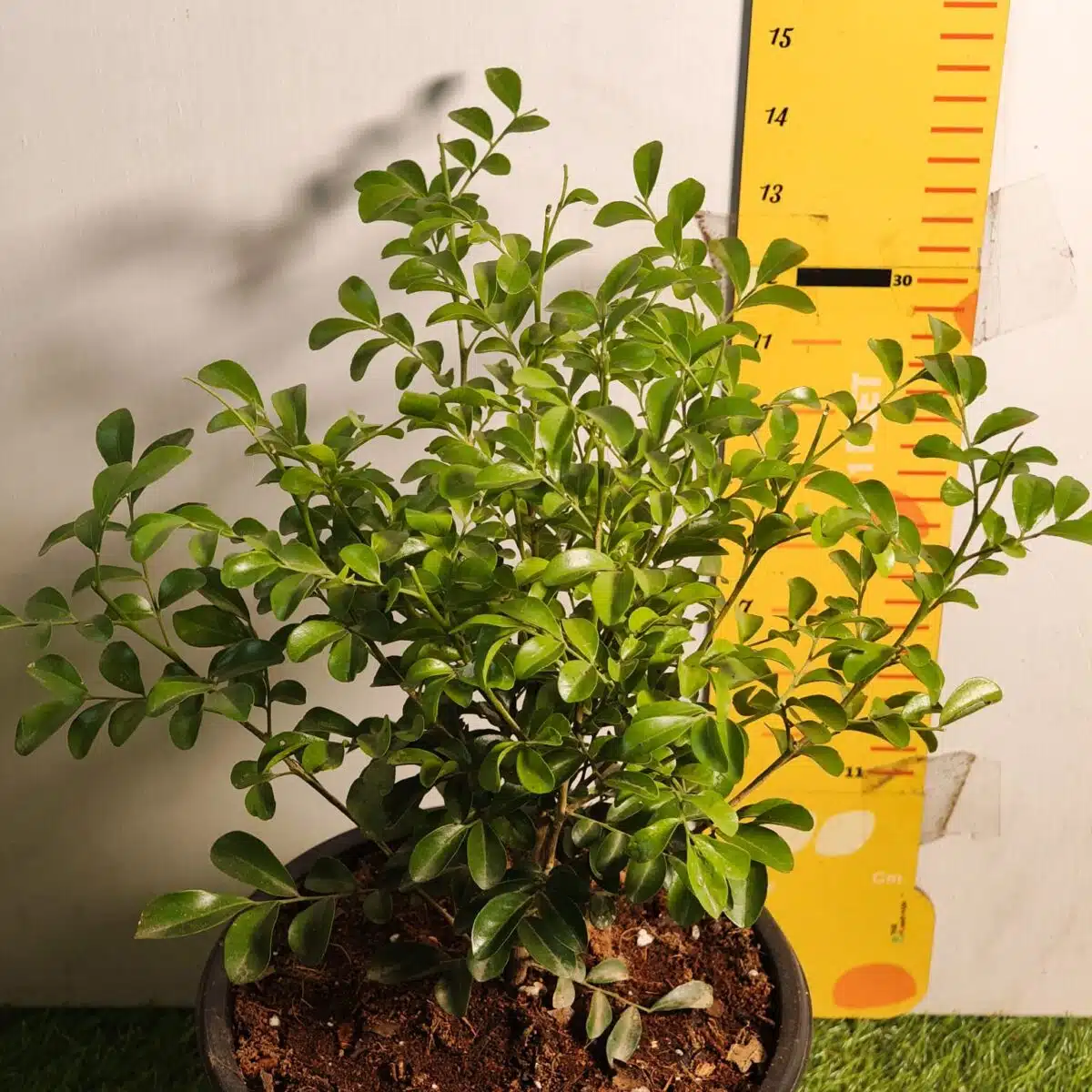 Dwarf Madhu kamini (Murraya Paniculata) Thai Variety - Flowering/Ornamental Live Plant - Image 5