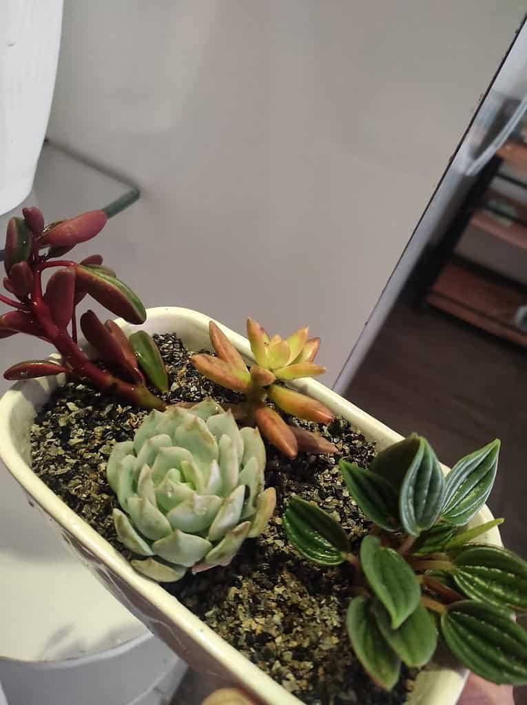 Image #1 from Gaurav Kumar